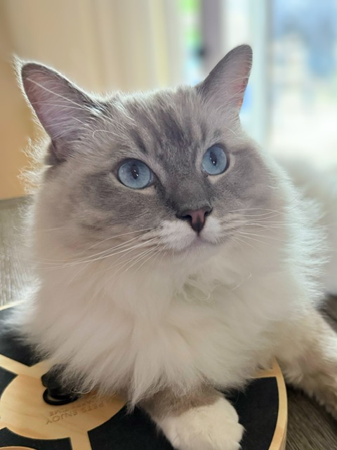 A fluffy cat with blue eyes and a gray and white coat lies on a black and tan circular object, gazing upwards with soft natural light in the background.